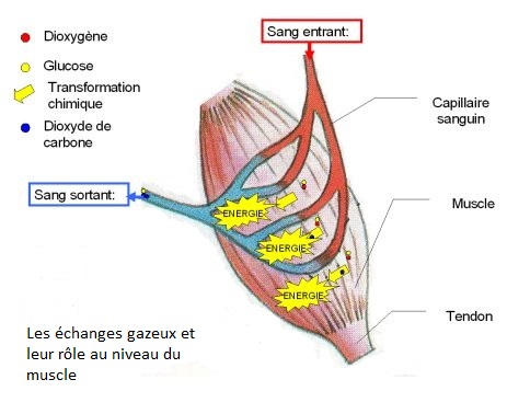 cours de SVT, échanges gazeux au niveau des organes