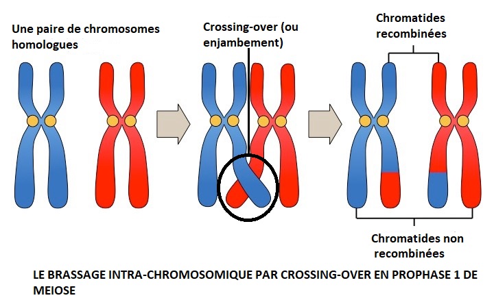 Définition du brassage intrachromosomique
