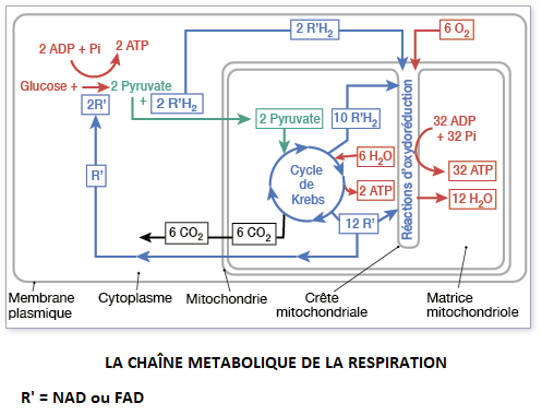cours de spé SVT terminale, Les chaînes métaboliques cellulaires de la photosynthèse et de la respiration