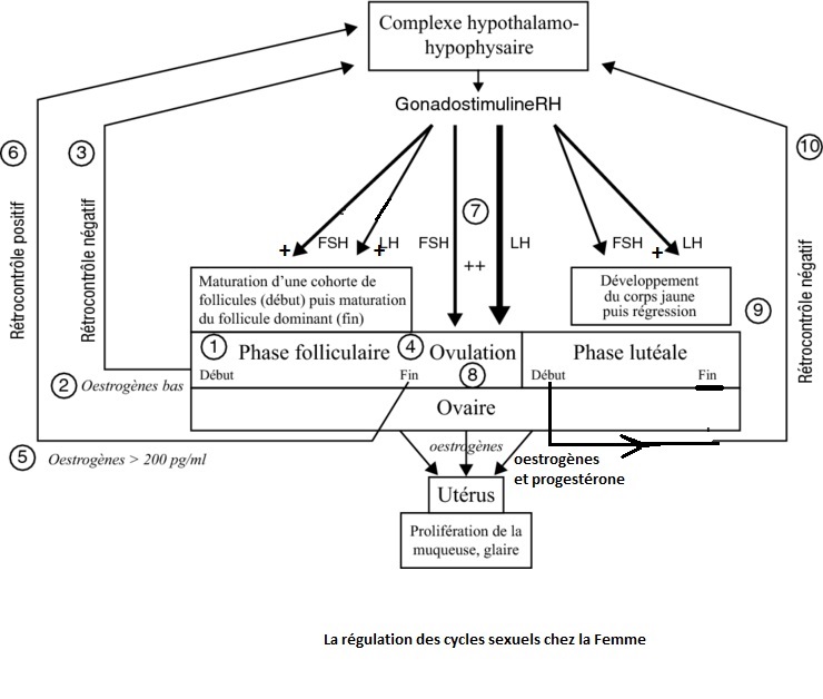 schéma général de régulation des cycles sexuels chez la femme