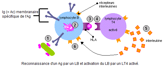 coopération entre lymphocytes T4 activé et B spécifiques