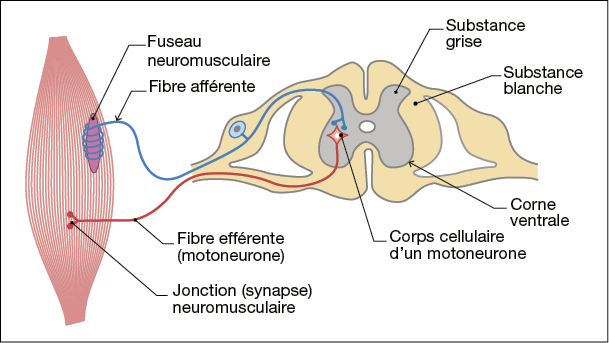 bac SVT, réseau neuronal, support du réflexe myotatique