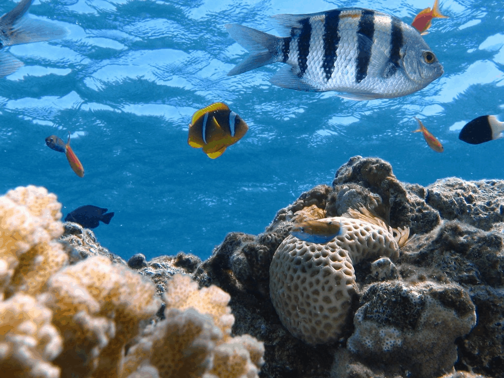 contrôle du dioxyde de carbone dans l’eau d’un aquarium