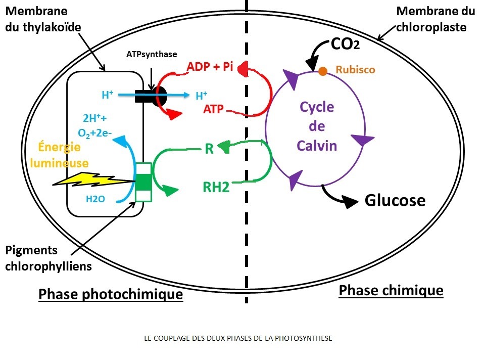 cours de SVT Les chaînes métaboliques cellulaires de la photosynthèse et de la respiration