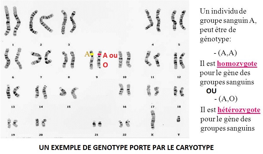 exemple de génotype porté par le caryotype